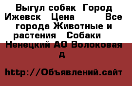 Выгул собак. Город Ижевск › Цена ­ 150 - Все города Животные и растения » Собаки   . Ненецкий АО,Волоковая д.